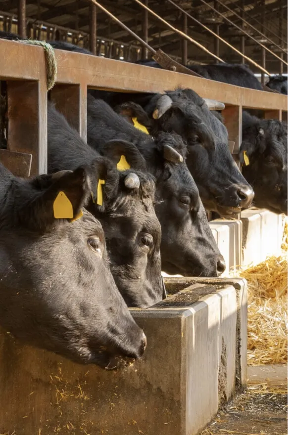 ビジネスデベロップメント事業 1
